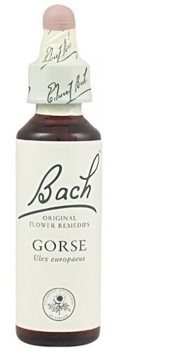 Bach 13 Gorse 20 ml